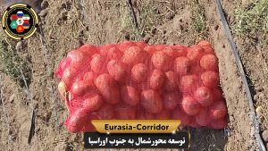 صادرات سیب زمینی به روسیه شرکت توسعه محور شمال به جنوب اوراسیا حمل بار به روسیه حمل بار از روسیه صادرات و واردات روسیه