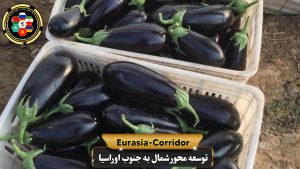 صادرات بادمجان به روسیه شرکت توسعه محور شمال به جنوب اوراسیا حمل بار به روسیه حمل بار از روسیه صادرات و واردات روسیه