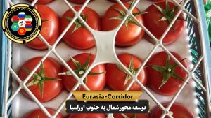 صادرات گوجه فرنگی به روسیه
شرکت توسعه محور شمال به جنوب اوراسیا
حمل بار به روسیه
حمل بار از روسیه
صادرات و واردات روسیه