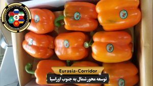 حمل فلفل دلمه ای به روسیه حمل بار به روسیه حمل بار از روسیه شرکت توسعه محور شمال به جنوب اوراسسیا
