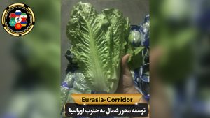 صادرات کاهو به روسیه شرکت توسعه محور شمال به جنوب اوراسیا حمل بار به روسیه حمل بار از روسیه صادرات و واردات روسیه