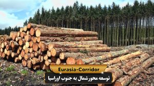 انواع چوب روسی برای واردات چوب از روسیه