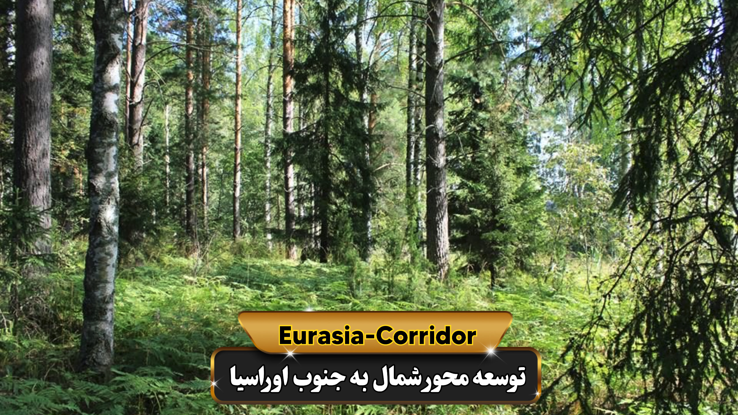 منابع عظیم جنگلی روسیه منبع تامین برای واردات چوب از روسیه
